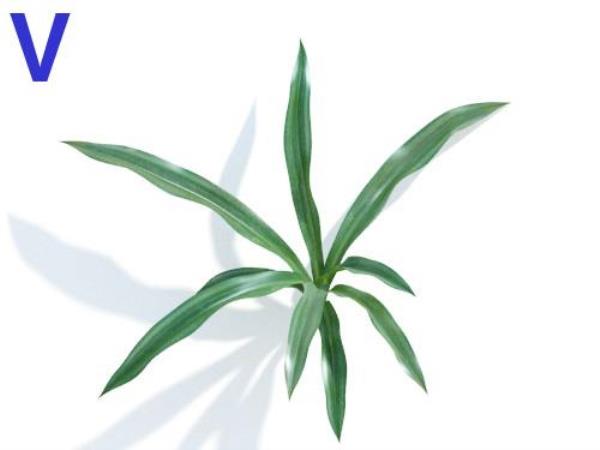 مدل سه بعدی گیاه - دانلود مدل سه بعدی گیاه - آبجکت سه بعدی گیاه - دانلود آبجکت سه بعدی گیاه - دانلود مدل سه بعدی fbx - دانلود مدل سه بعدی obj -Plant 3d model free download  - Plant 3d Object - Plant OBJ 3d models - Plant FBX 3d Models - بوته  - bush
